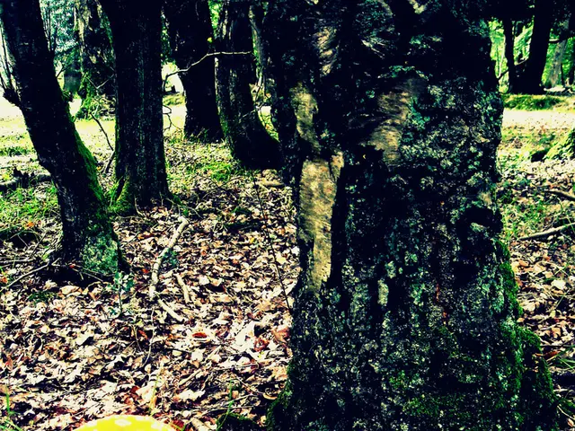 Individuals Stray Off Viluy Pathway in Yakutsk, Enduring Un certain Route