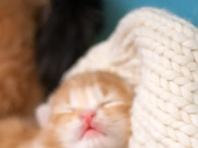 Munich's feline kittens in search of adoptive homes: A crucial detail for potential adopters to...