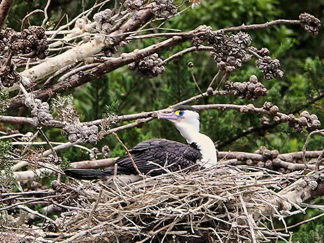Distinguishing Between A Bird's Lair and a Squirrel's Hideout
