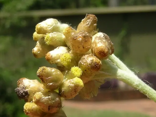 Tough and Efficient Weed Eliminator for Your Garden Under $35