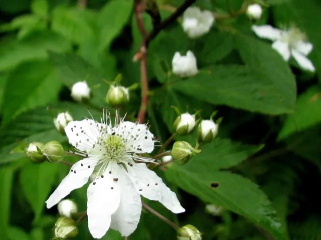 Guide for Trimming Spring Blooms on Plants