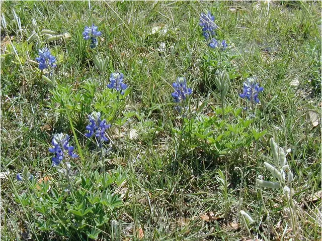 Methods for Organic Weed Eradication