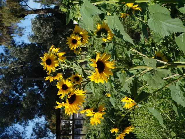 Harvesting and Preserving Wildflower Seeds: Expert-Level Guide