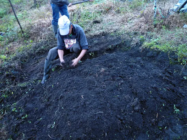 Exploring the concept of no-dig gardening? A specialist sheds light on this technique.