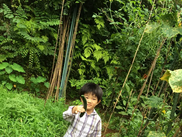 Methods for Maintaining Freshness of Cucumbers During Summer's Sweltering Temperatures