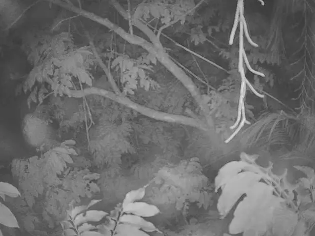 Unveiled: The Remarkable Arbor, a Bounty of Nature's Gifts