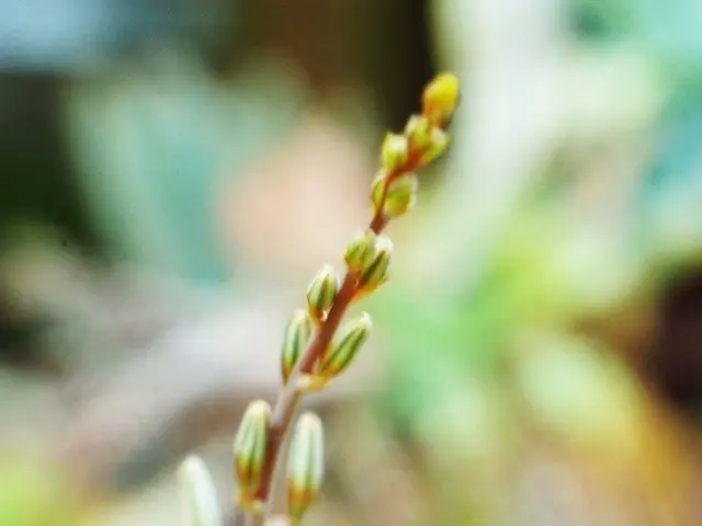 Caring for Walking Iris: A Guide on Neomarica Iris Maintenance