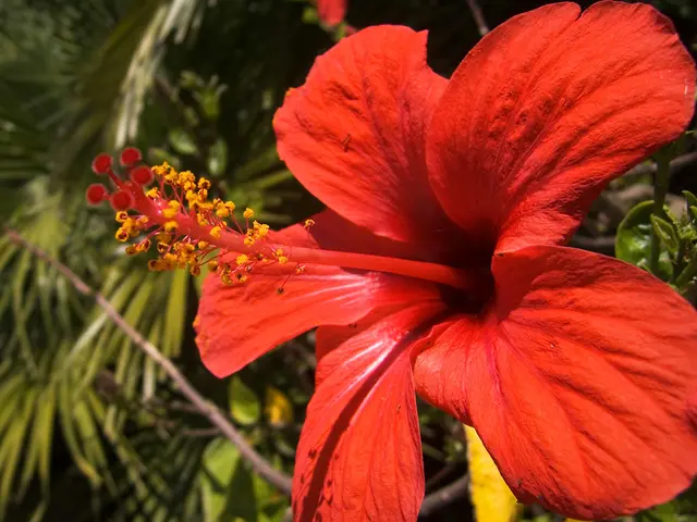 Hibiscus Leaves Yellowing: Common Issues and Solutions