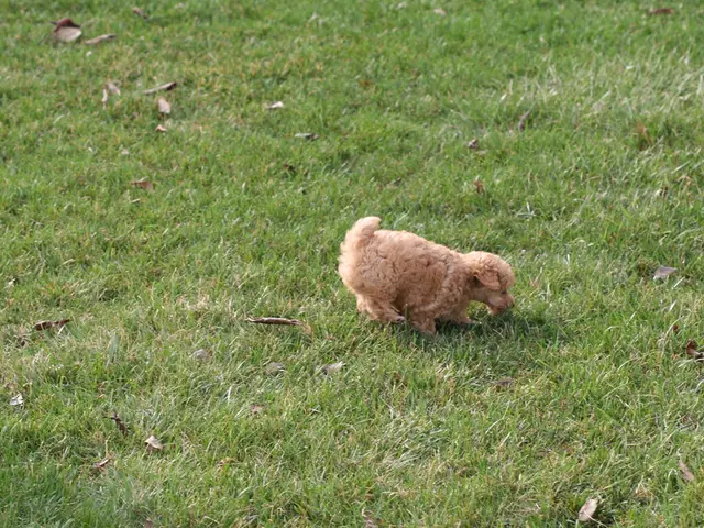 Lübeck's Canine Companion Number 16: A Snapshot of Animal Welfare