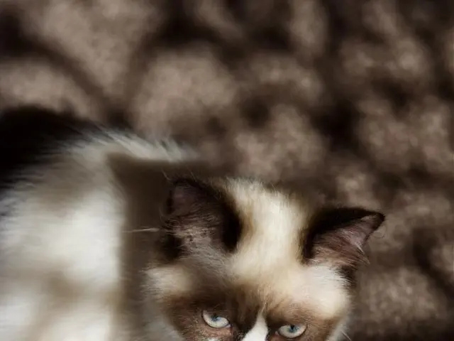 Is it harmful to cats if they consume Kalanchoe plants?