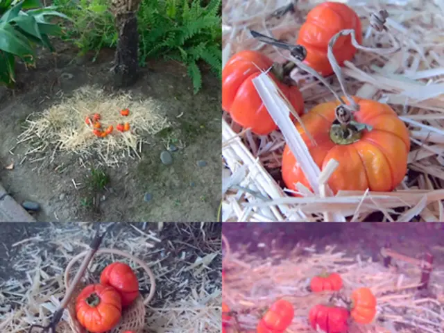 Best Time for Pumpkin Planting in North Carolina: All-Encompassing Resource