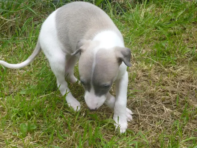 Restriction Imposed: Only Dog Owners Allowed to Take Gassi for Walks