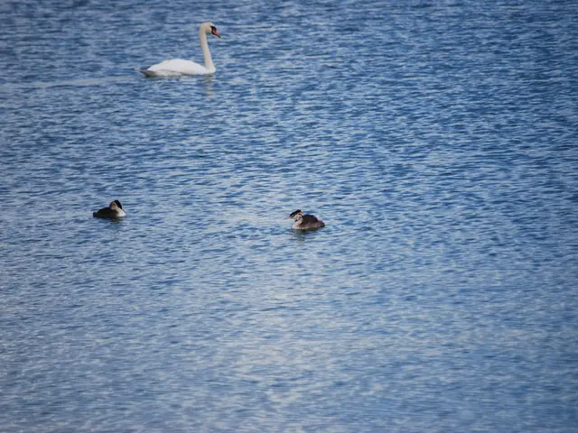 Spotting 20 Different Types of Black and White Avian Species: Their Locations Revealed