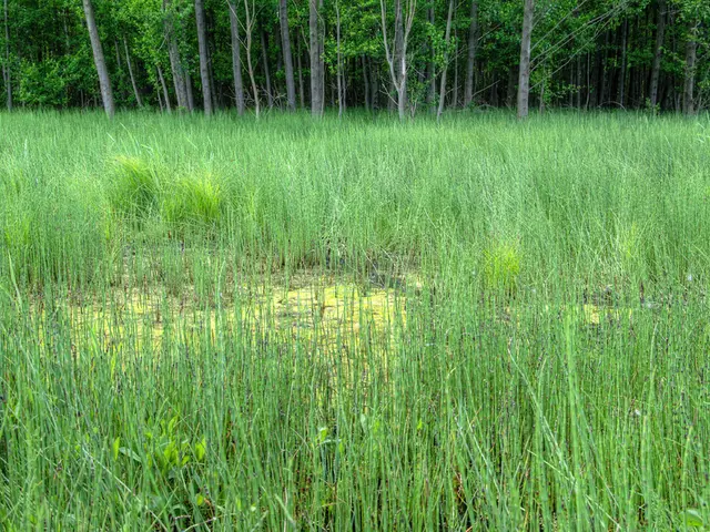 Cultivating Your Own Kitchen Garden: A Handy Guide for Home Cooks