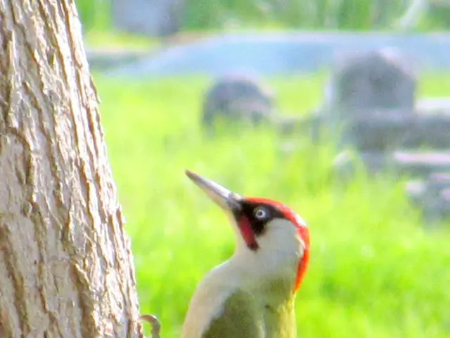 Expanded nuts suitable for shelling color-wise