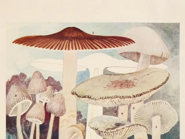 In Limbaži, Spanish slugs astound and leave locals in awe