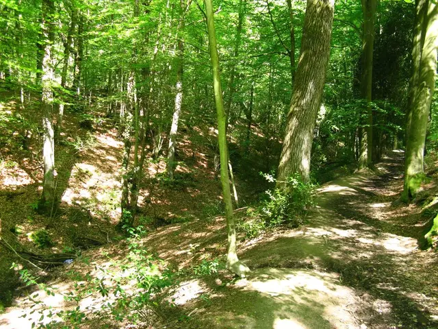 Experience the Tranquil Journey of Immersive Nature: A Mental Health Enhancing Travel Trend