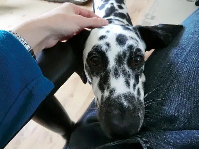 Mastering Recall Command in Dogs: Comprehensive Guide for Teaching a Dependable Recall Response