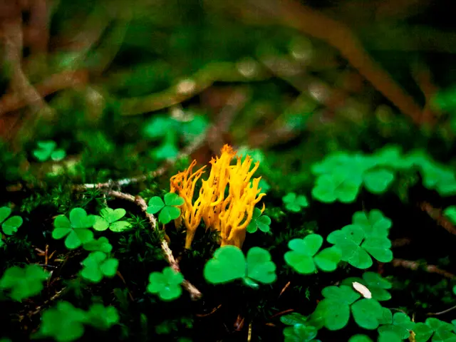 Transforming Green Shoots to Earthy Pots: A Comprehensive Guide on Transplanting Plants to Soil