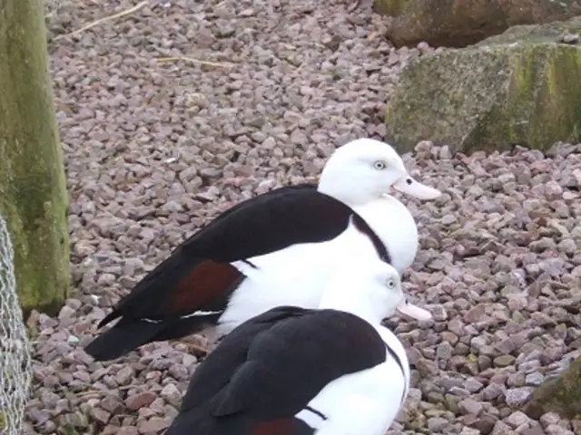 Creative Landscaping Concepts for Rocky Yards