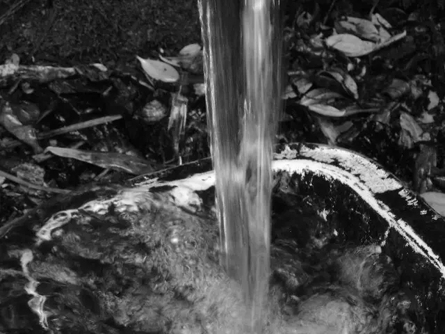 Mastered the growth of three expansive Fiddle Leaf Figs, a notoriously difficult plant, thanks to...