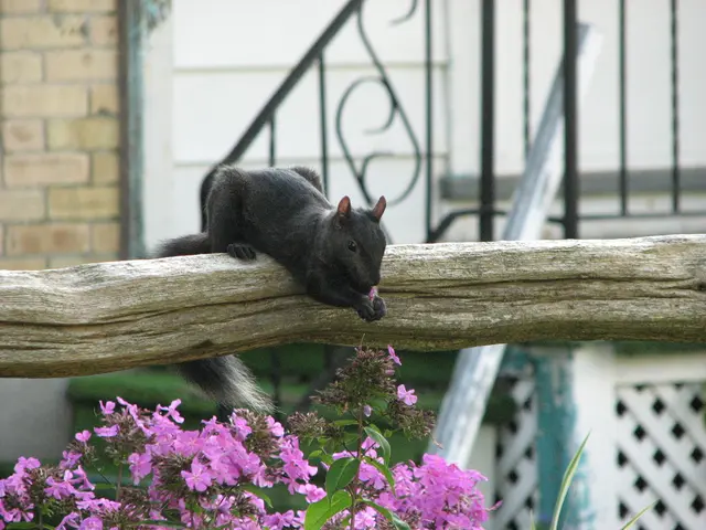 Comprehensive Guide on Bottlebrush Plant Care and Cultivation