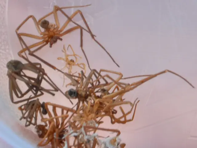 Genetically Modified Spiders Debut Globally