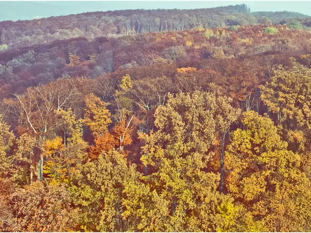 Topper Cypress Trees: A Guide to the 7 Excellent Varieties for Your Garden