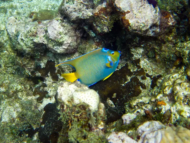 Artwork of Donghoon Lee granted Honorable Mention in the Compact Macro Ocean category of the 2019...