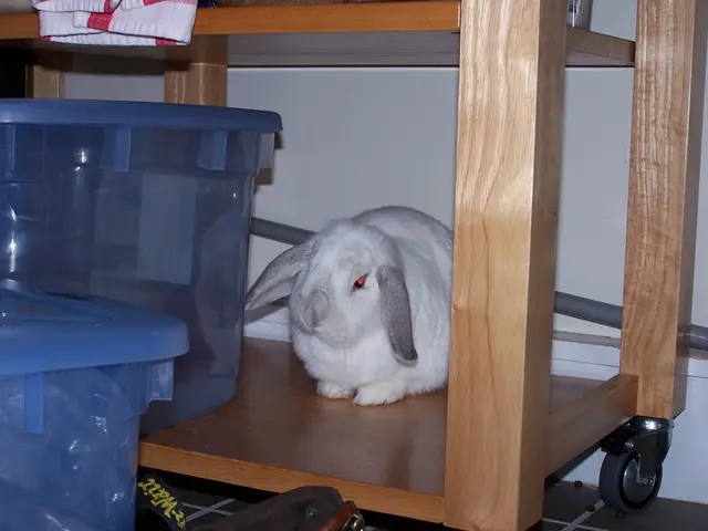 Top-tier rabbit litter choices of 2025, recognized for their cleanliness and comfort.