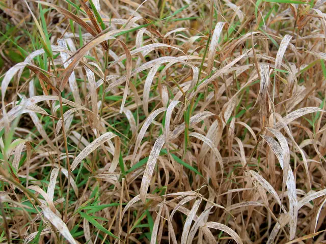 Gardening Advice: Effective Strategies for Controlling Peppervine in Your Flower Bed