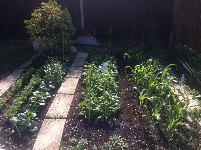 ComprehensiveGuide on Pea Cultivation Techniques