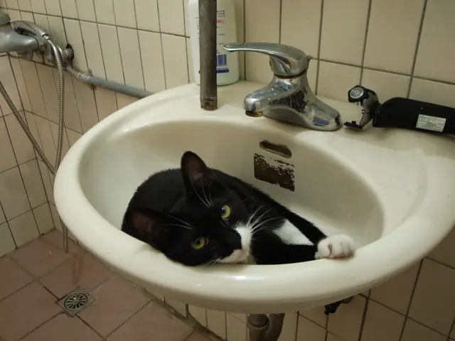 Cats Saved from Municipal Waterway at City Hall Building