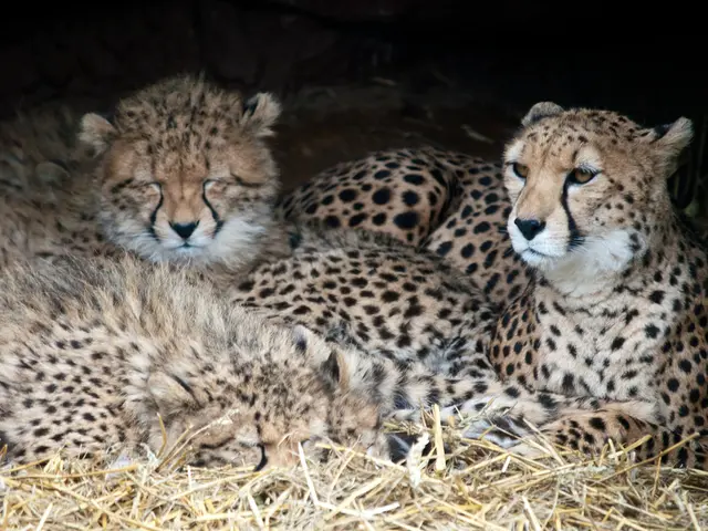 Leipzig Zoo Hosts Newborn Ozelot