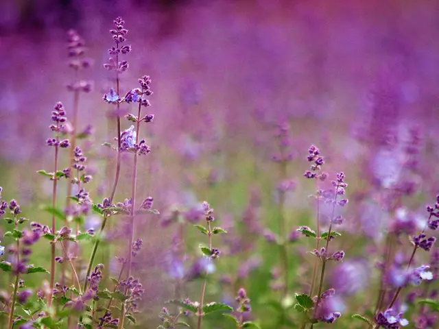 Nine Strategies for Revitalizing a Fading Lavender Bush