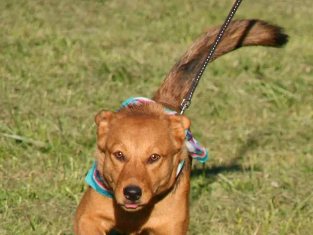 Dog enthusiasts advocate for spacious areas in Rödermark: Peace amidst obligations