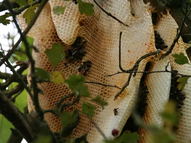 Bees Perceive Blossoms: An Examination of Their Visual Capabilities