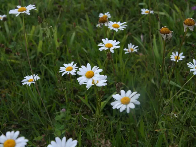 In the image there is a lot of grass and in between the grass there are beautiful flowers.
