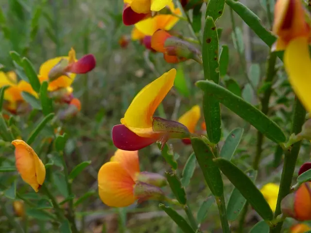 This image consists of flowers in yellow color. And we can see many plants.
