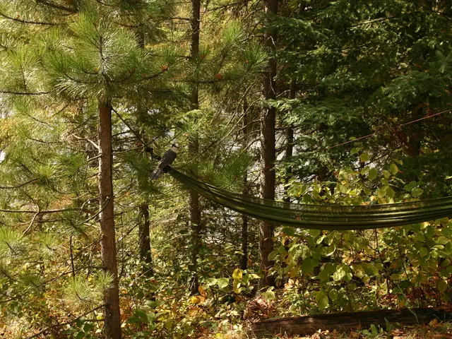 In this picture we can see a cloth made as a swing, wooden log, ropes and in the background we can...