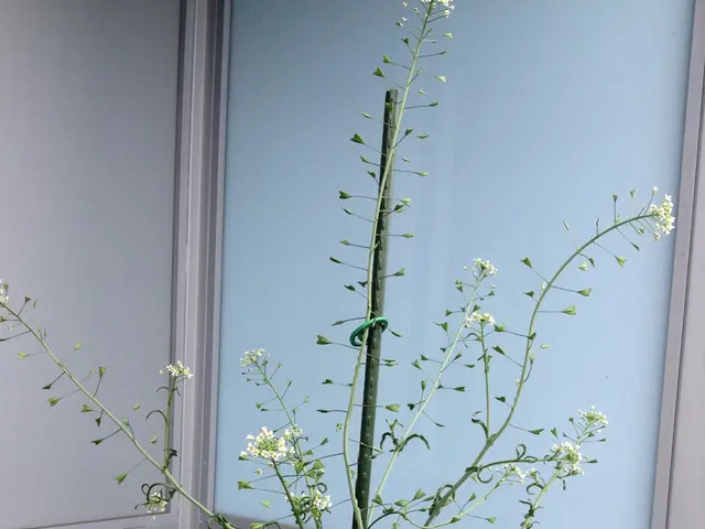 In this image we can see there is a plant pot in the balcony of a building.