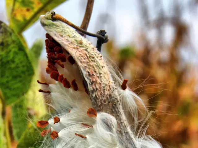 In this picture, it seems like a cotton plant in the foreground.